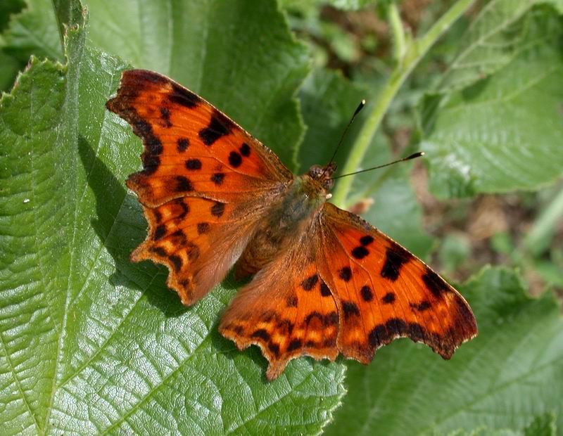 Polygonia c- album